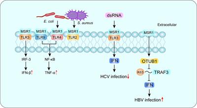 Role of macrophage scavenger receptor MSR1 in the progression of non-alcoholic steatohepatitis